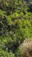 Image of Canary Spurge