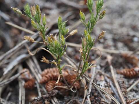 صورة Sabulina mediterranea (Link) Rchb.