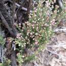 Image of Galium suffruticosum Hook. & Arn.