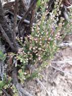 Image of Galium suffruticosum Hook. & Arn.