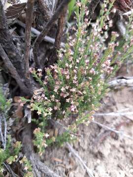 Image of Galium suffruticosum Hook. & Arn.