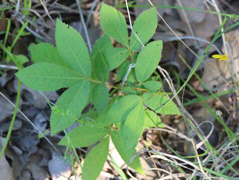 Carya texana C. DC.的圖片