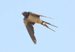 Image of Hirundo Linnaeus 1758