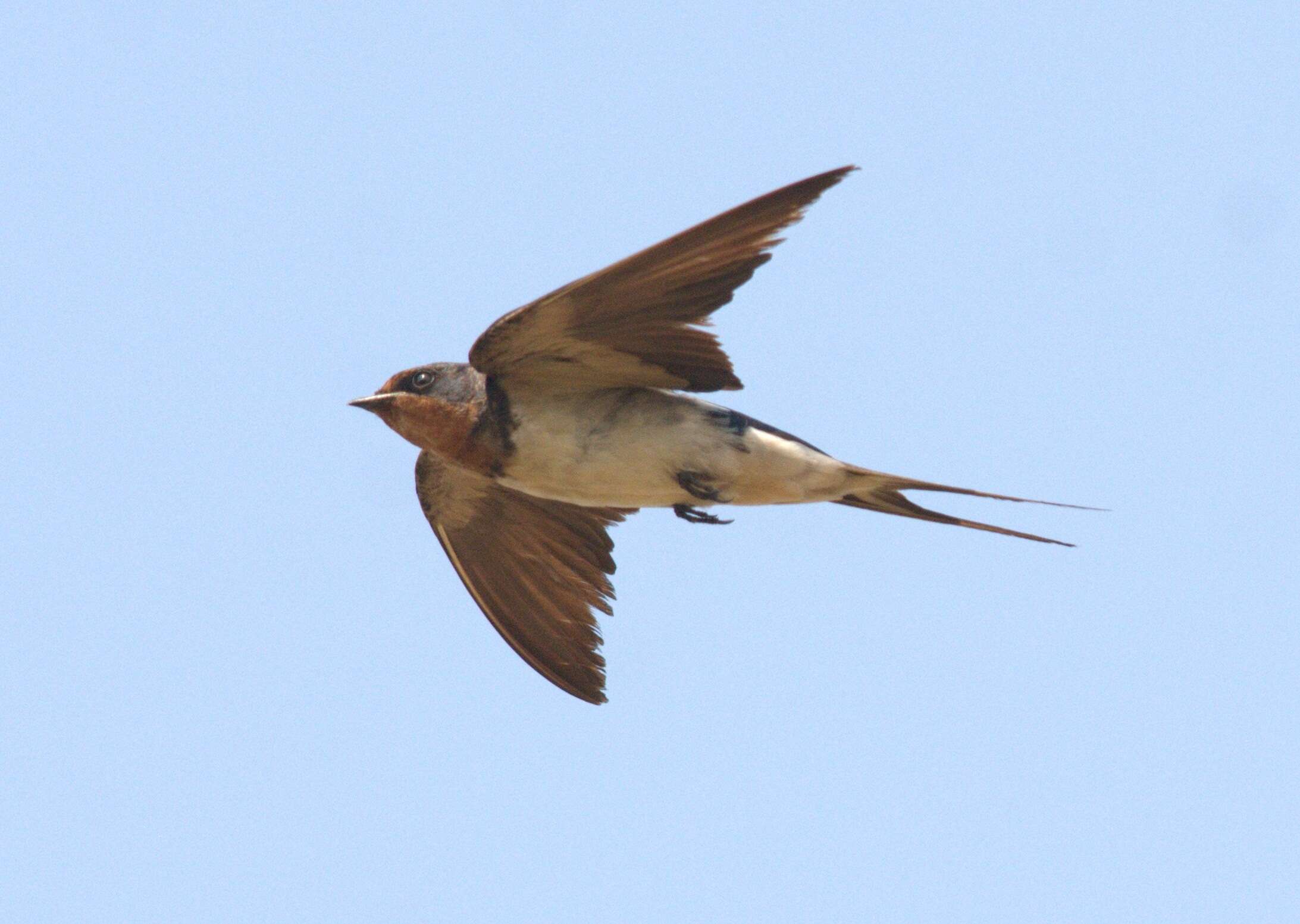 Image of Hirundo Linnaeus 1758