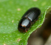 Image of Ataenius platensis (Blanchard 1846)