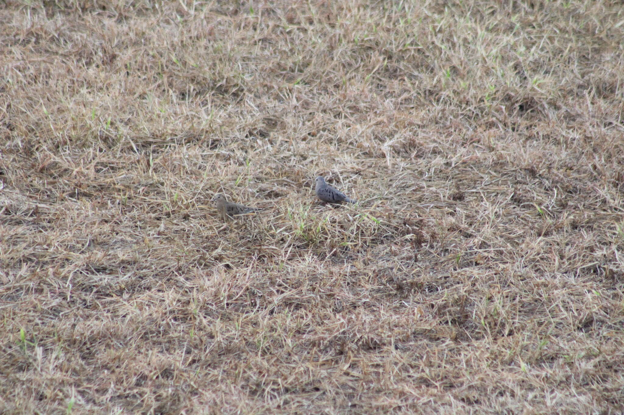 Image of Ecuadorian Ground Dove