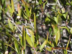 Plancia ëd Pleradenophora bilocularis (S. Watson) Esser & A. L. Melo