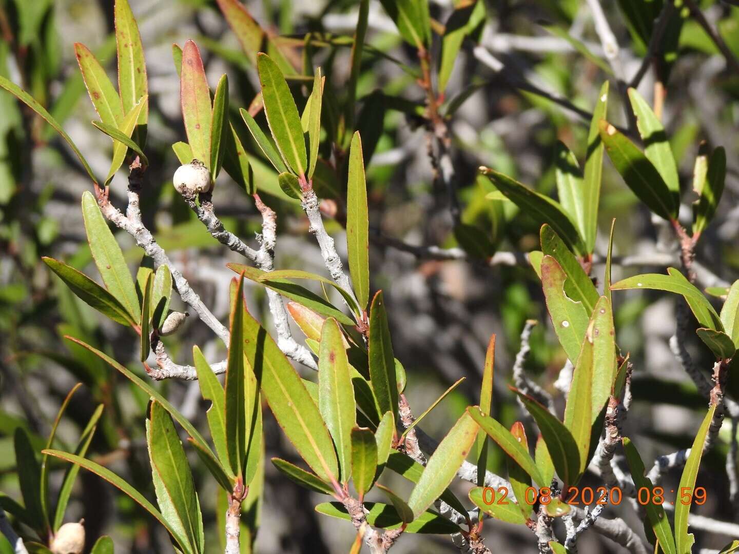 Imagem de Pleradenophora bilocularis (S. Watson) Esser & A. L. Melo