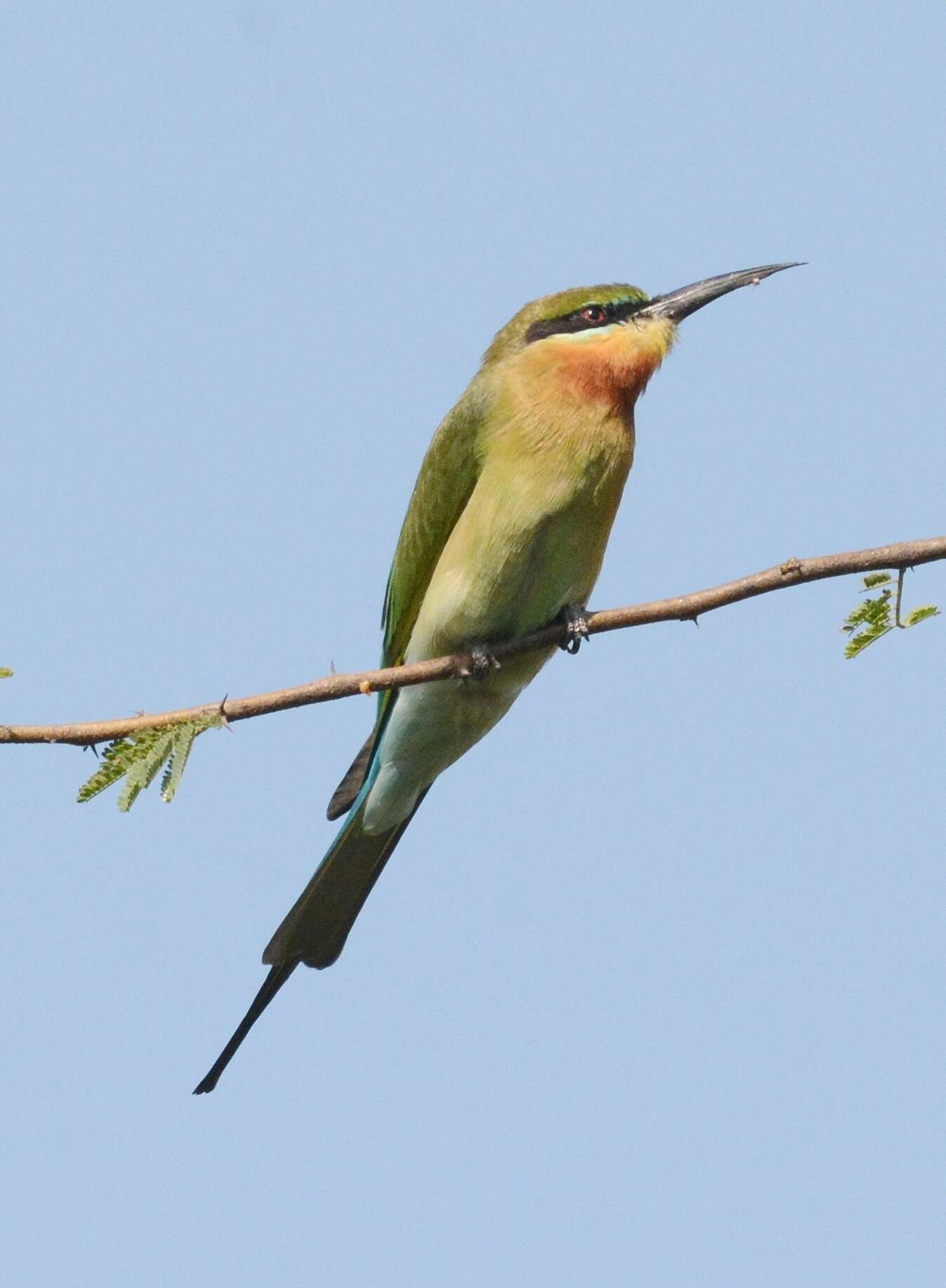 Image of Blue-tailed Bee-eater