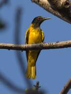 Image of Black-hooded Oriole