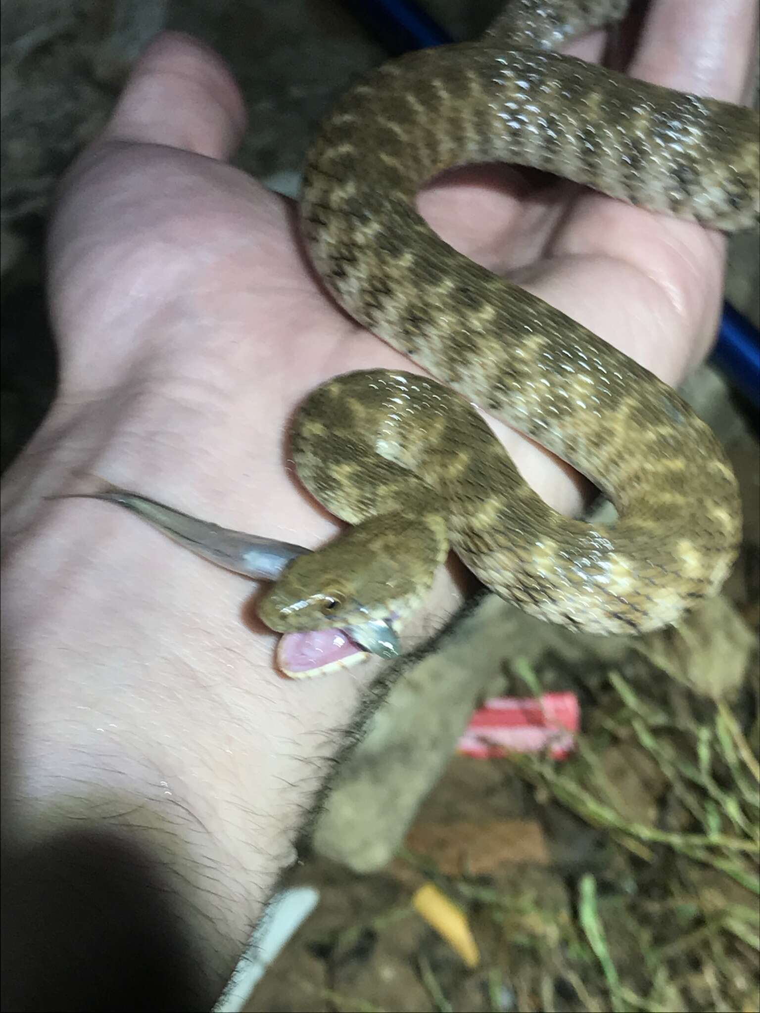 Image of Brazos Water Snake