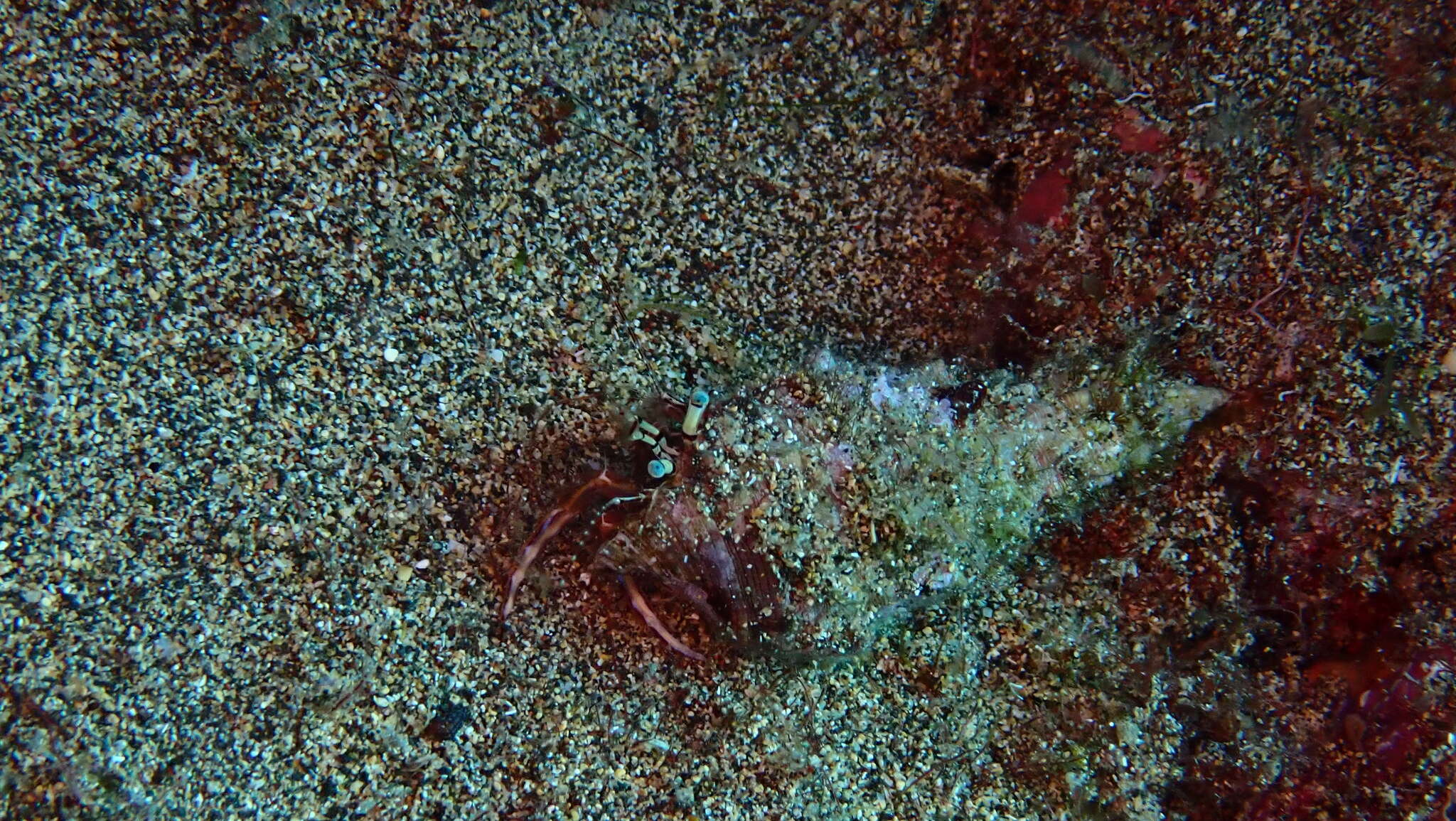 Image of rocky-shore hermit crab