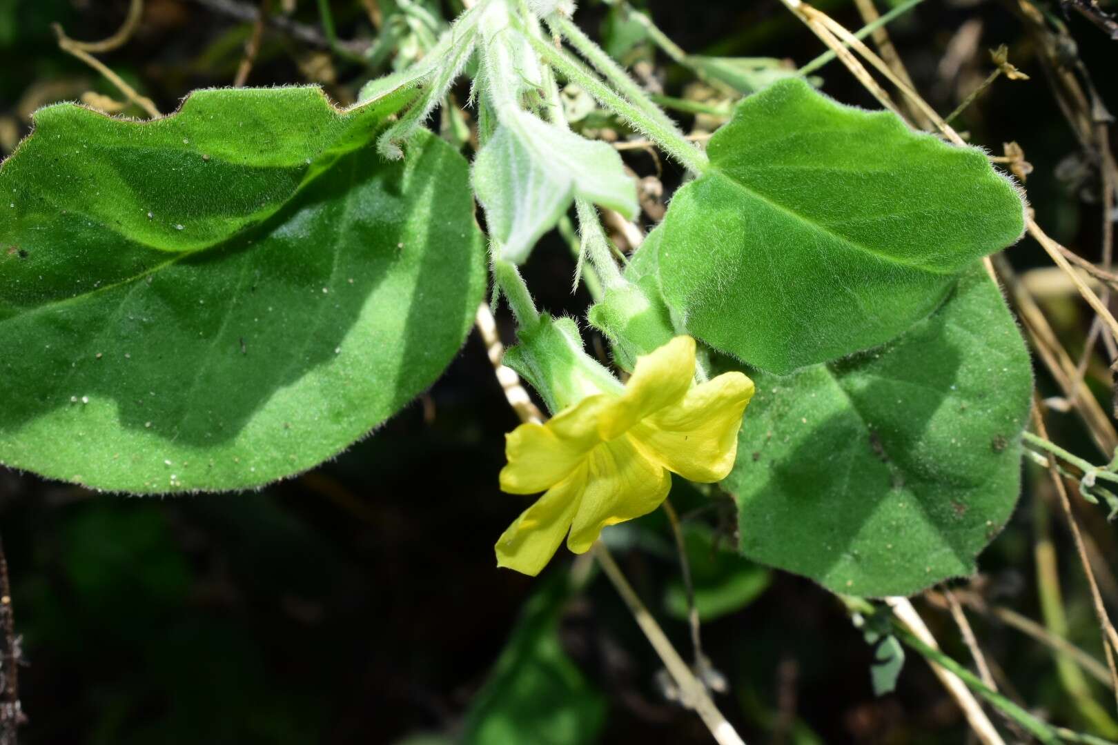 Image of peonyleaf woodsorrel