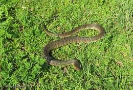 Image of Mississippi Green Water Snake