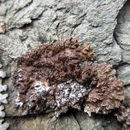 Image of frosted lichen