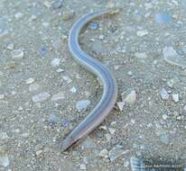 Image of Florida Sand Skink