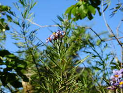 Слика од Solanum angustifidum Bitter