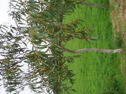 Image of snow gum