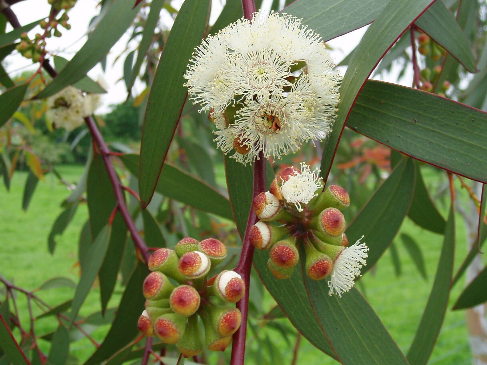 Image of snow gum