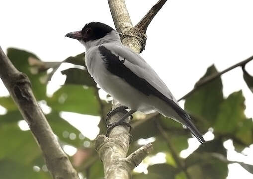 Image of Black-tailed Tityra