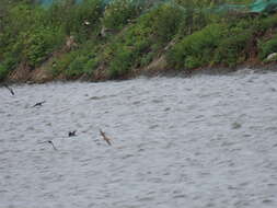 Image of Grey-throated Martin