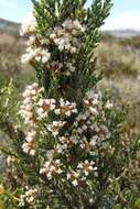 Image de Ozothamnus cupressoides Puttock & D. J. Ohlsen