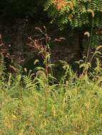 Sivun Persicaria extremiorientalis (Vorosh.) N. N. Tzvel. kuva