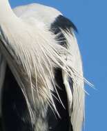 صورة Ardea cinerea cinerea Linnaeus 1758