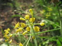 Image of dill