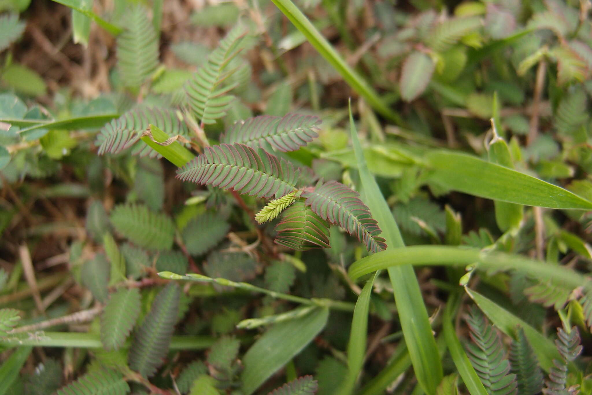 Image of Indian jointvetch