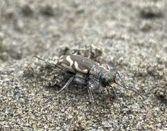 Image of Pacific Coast Tiger Beetle