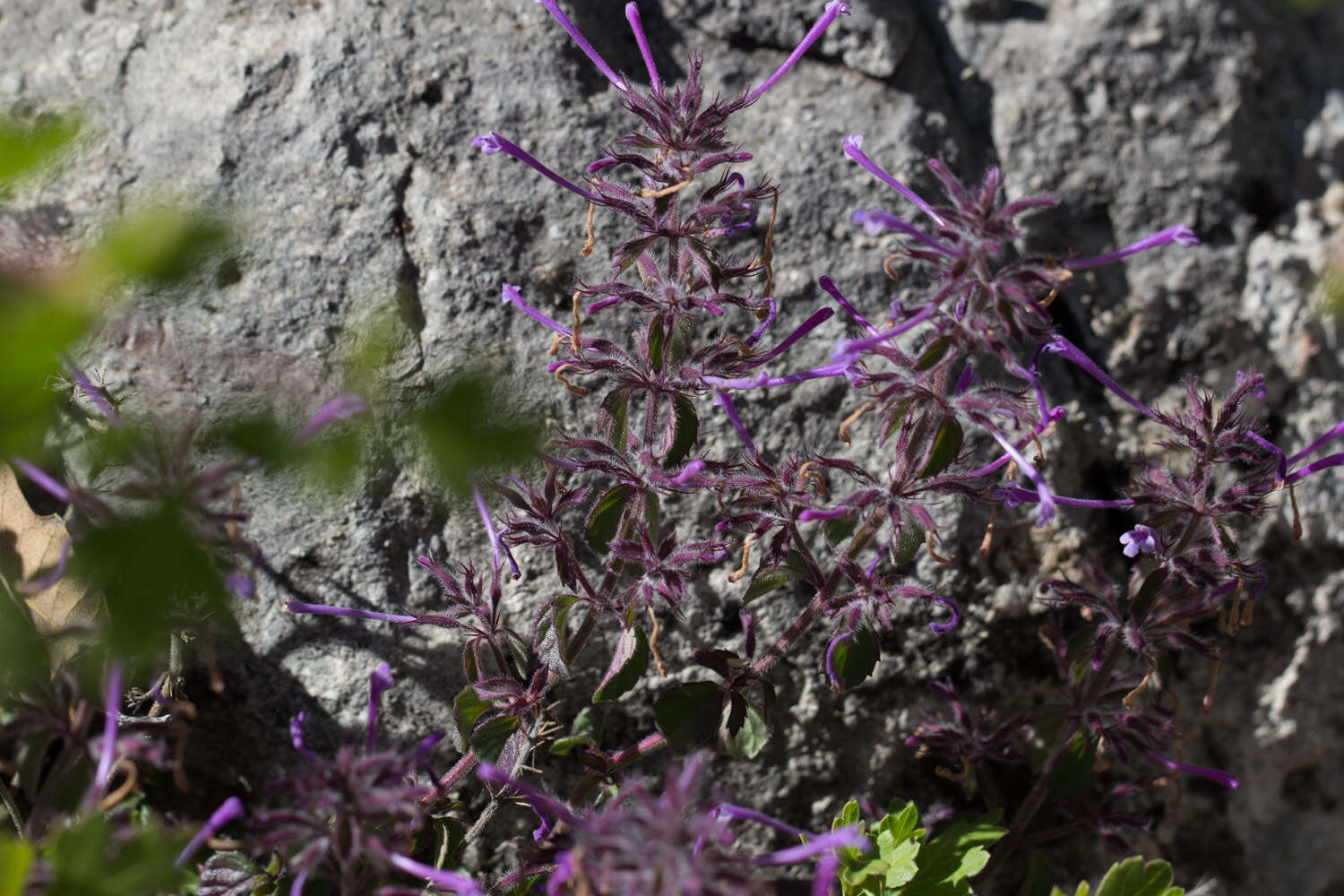 Plancia ëd Hedeoma costata var. pulchella (Greene) R. S. Irving