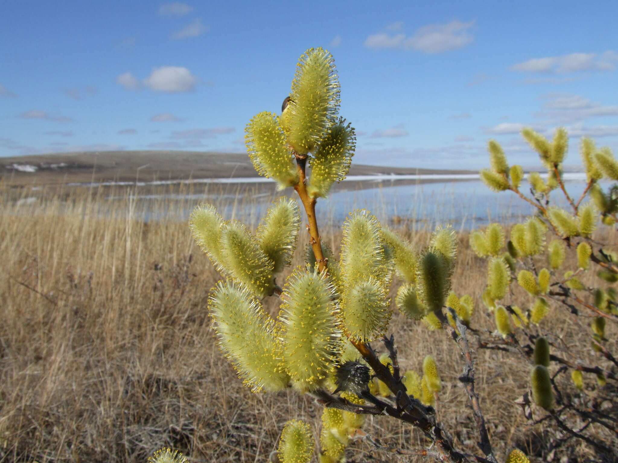 Image of halberd willow