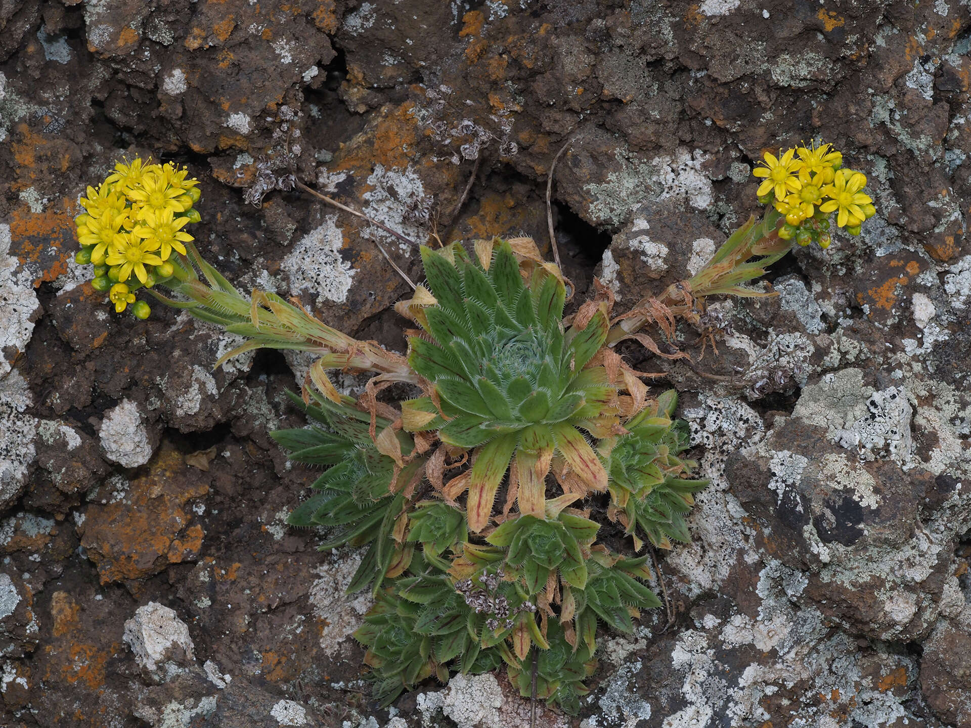 Image of Aeonium simsii (Sweet) W. T. Stearn