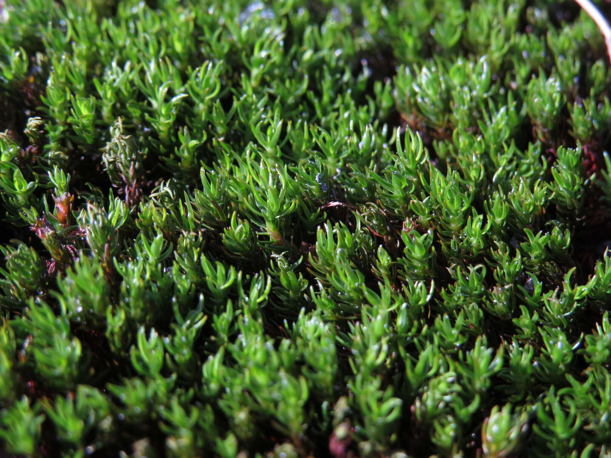 Image of Polytrichastrum sexangulare G. L. Smith 1971