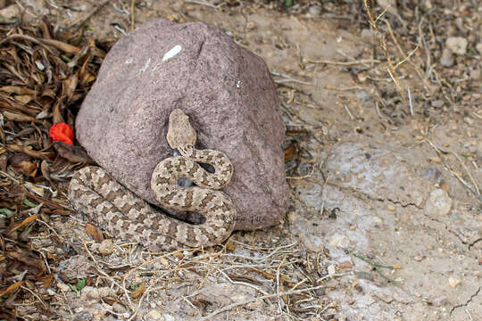 Image of Perisan Horned Viper