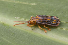 Image of Gonophora pulchella Gestro 1888