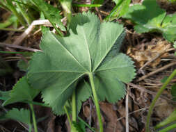 Image of Alchemilla sarmatica Juz.