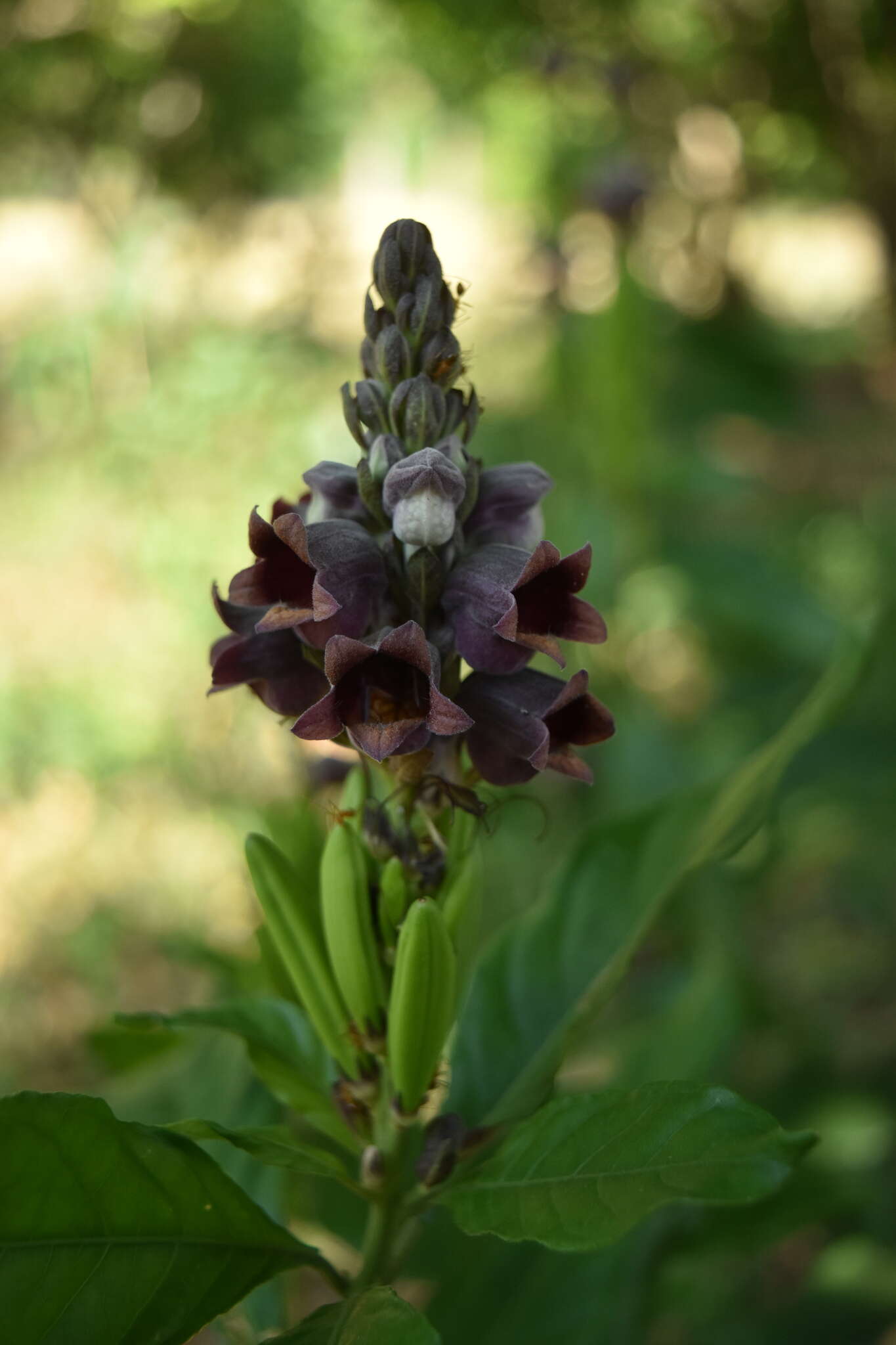 Image of Phlogacanthus gomezii (Nees) J. R. I. Wood