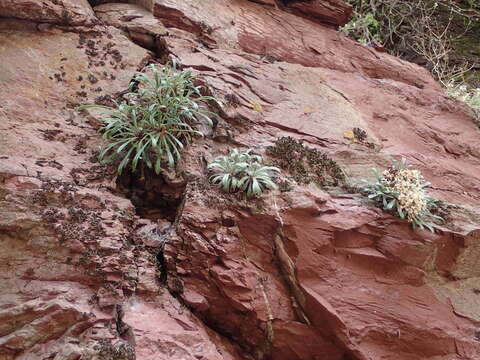 Sivun Saxifraga callosa Sm. kuva