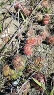 Opuntia fragilis (Nutt.) Haw. resmi