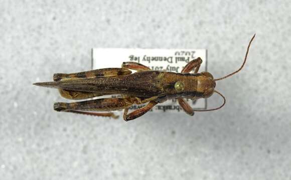 Melanoplus angustipennis (Dodge & G. M. 1877)的圖片