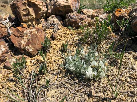 Image of plains milkvetch