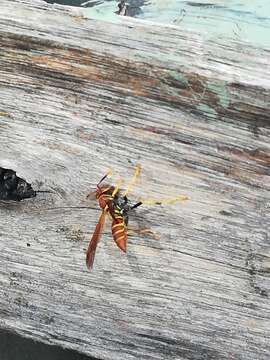 Image of Polistes crinitus (Felton 1764)