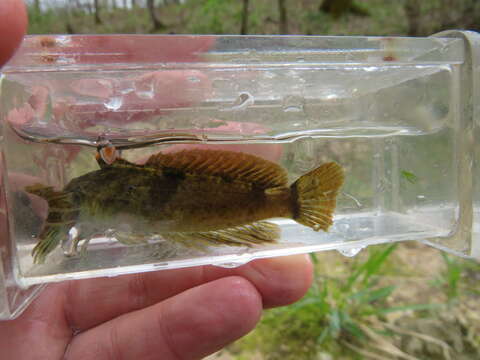 Image of Ozark sculpin