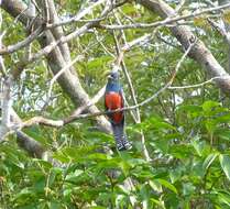 Image of Blue-crowned Trogon