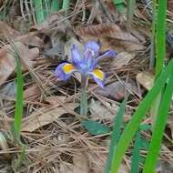 Sivun Iris verna var. verna kuva