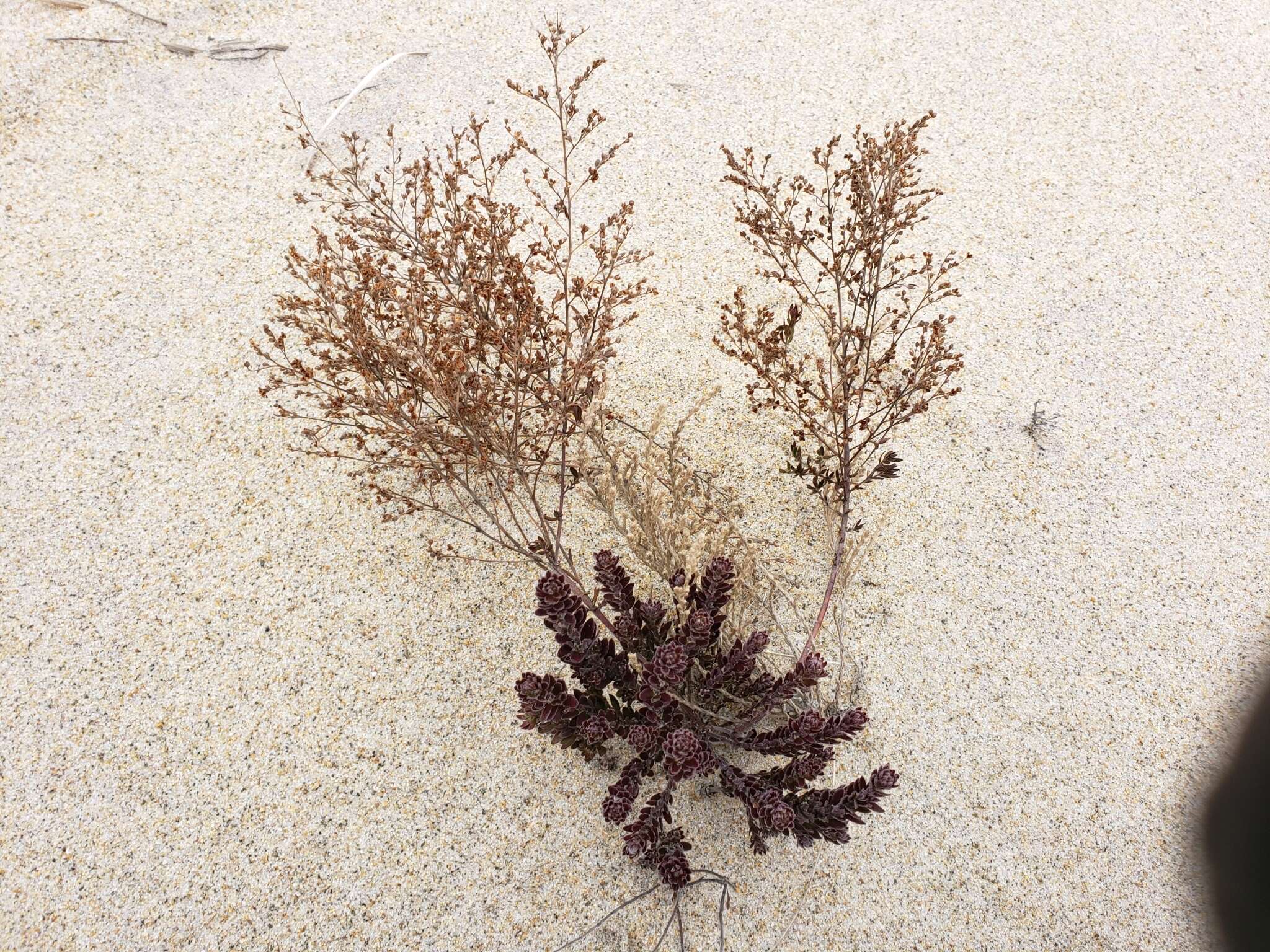 Image of beach pinweed