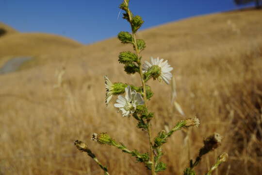 Image of big tarweed