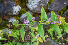 Image of toad lily